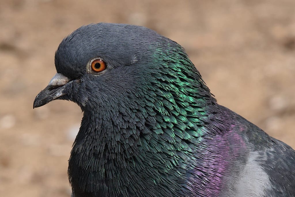 Pigeon staring