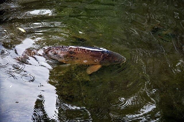 A carp in a pond