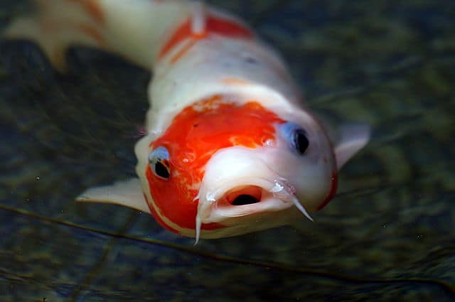 Close up of a koi