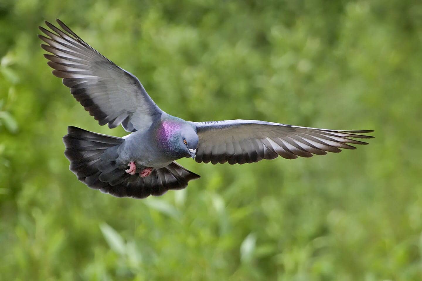 A pigeon flying
